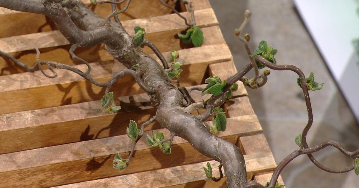 Almanac Gardener | Filbert Trees are good for Hedges | Season 3300 ...