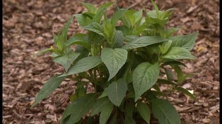 Video thumbnail: Almanac Gardener Terraced Hydrangea Garden