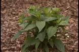 Terraced Hydrangea Garden