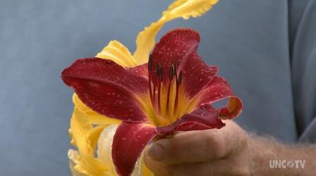 Video thumbnail: Almanac Gardener Growing Day Lilies at Lakeview Farm
