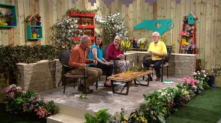 Video thumbnail: Almanac Gardener Plants that Control Insects