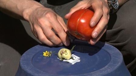 Video thumbnail: Almanac Gardener Getting the Most From Your Tomato Crop