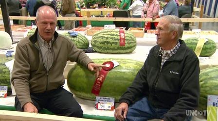 Video thumbnail: Almanac Gardener Prize Winning Watermelons