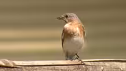 Backyard Blue Birds