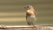 Backyard Blue Birds