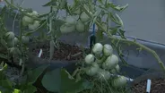 Solving Tomato Problems