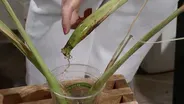 Using Lemongrass in Cooking