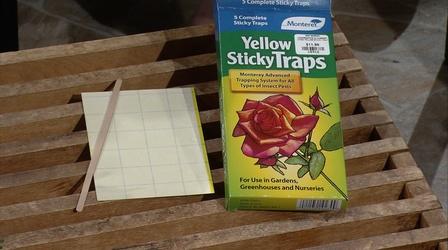 Video thumbnail: Almanac Gardener Sticky Traps for Bugs