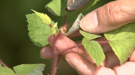 Video thumbnail: Almanac Gardener Growing Raspberries