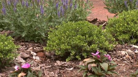 Video thumbnail: Almanac Gardener Formal Boxwood Garden