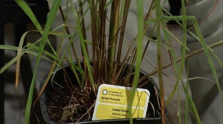 Video thumbnail: Almanac Gardener Using Multipurpose Plants