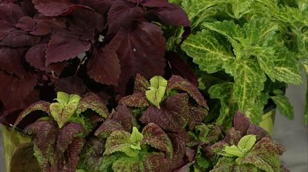 Video thumbnail: Almanac Gardener Having Fun with Coleus