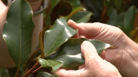 Video thumbnail: Almanac Gardener Using Southern Magnolias for Decorations