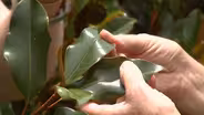 Using Southern Magnolias for Decorations
