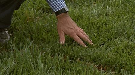 Video thumbnail: Almanac Gardener Growing a Fescue Lawn