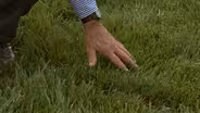 Growing a Fescue Lawn