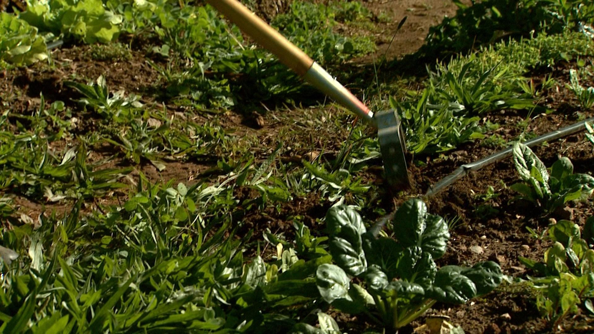 Almanac Gardener | Creating A Community Garden | PBS