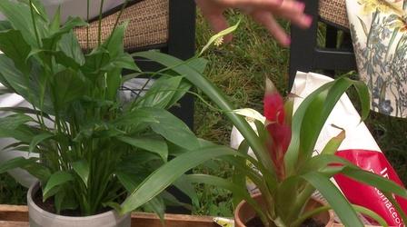 Video thumbnail: Almanac Gardener Working with House Plants