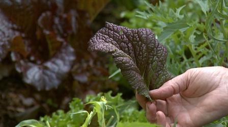 Video thumbnail: Almanac Gardener Packing Cool Season Vegetables