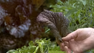Packing Cool Season Vegetables