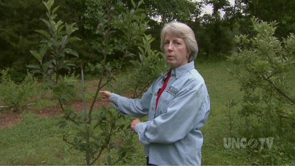 Planting Backyard Orchard image