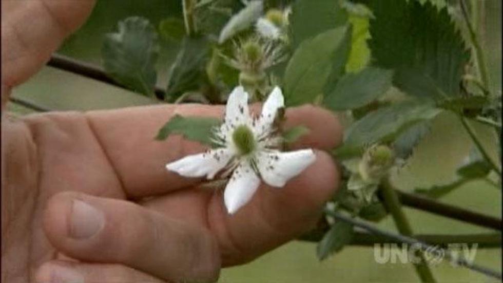 Growing New Varieties of Blackberries image