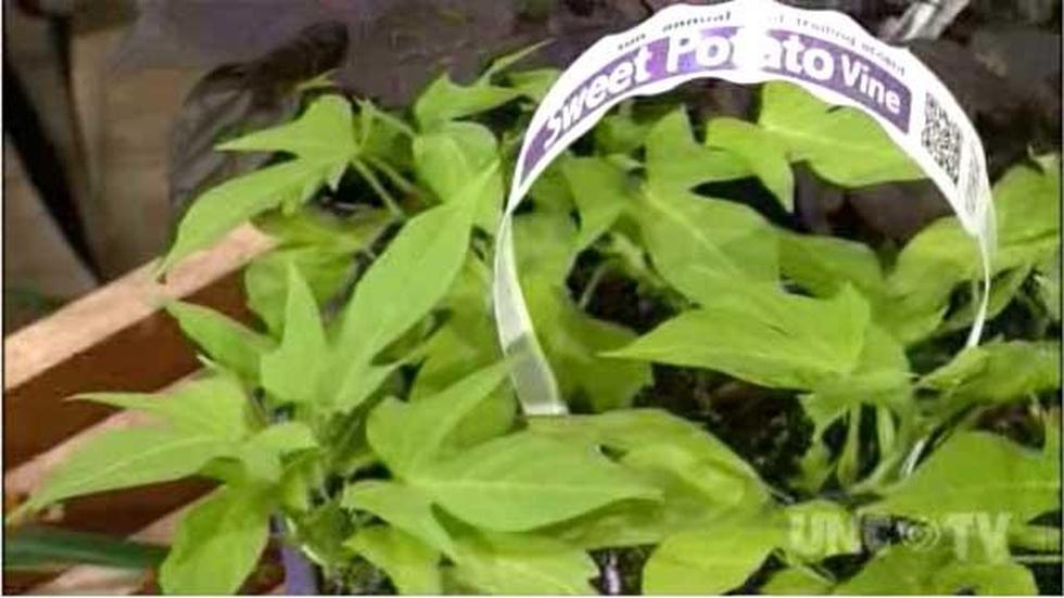 New Variety of Sweet Potatoes image