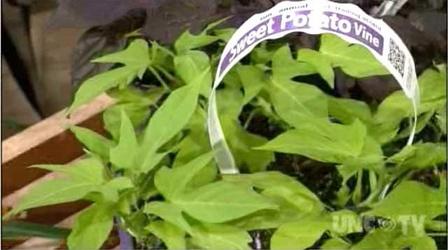 Video thumbnail: Almanac Gardener New Variety of Sweet Potatoes