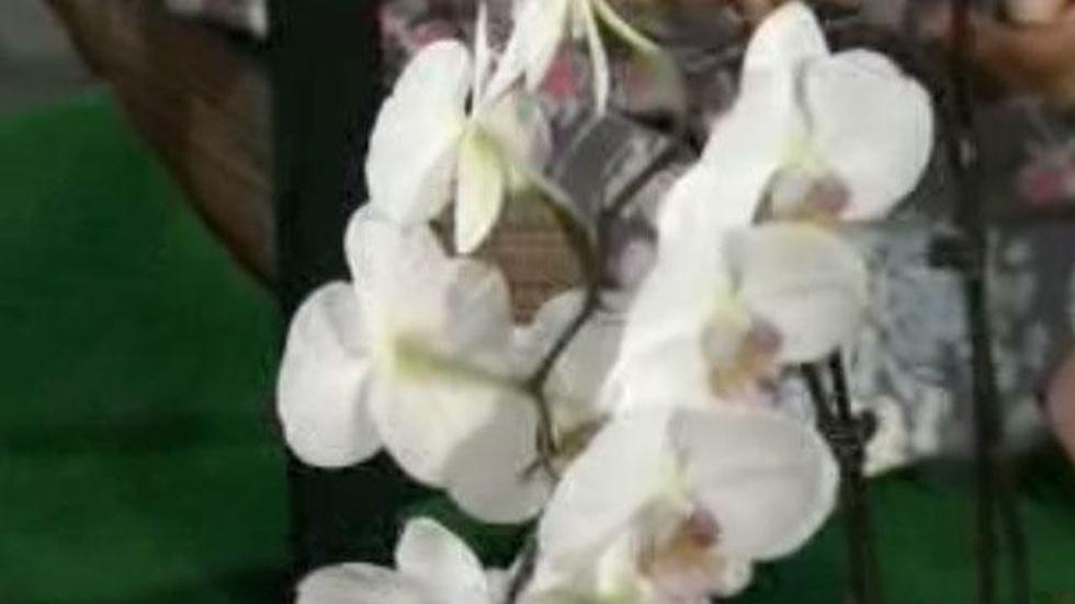 Growing Flouliphus Orchids image