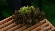 Growing Great Lettuces