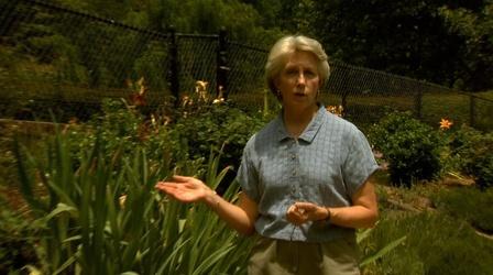 Video thumbnail: Almanac Gardener Linda Blue: Xeriscaping, Drought Tolerant Landscaping