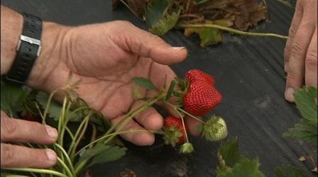 Video thumbnail: Almanac Gardener Bill Lord & Russ Vollmer: Growing Organic Strawberry