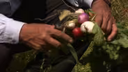 Growing Radishes