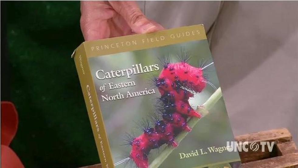 Looking at Caterpillars image