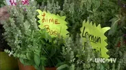 Growing Fresh Herbs