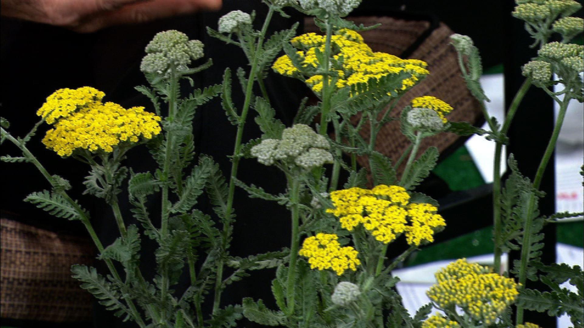Video Growing Yarrow Plants Watch Almanac Gardener Online The