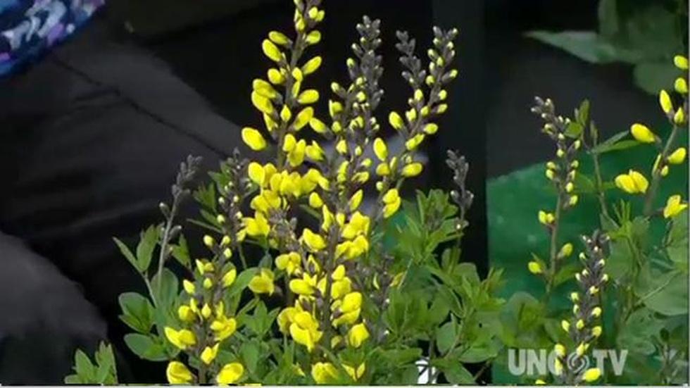 Growing Baptisia Plants image