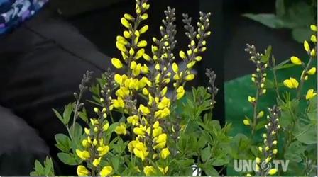 Video thumbnail: Almanac Gardener Growing Baptisia Plants