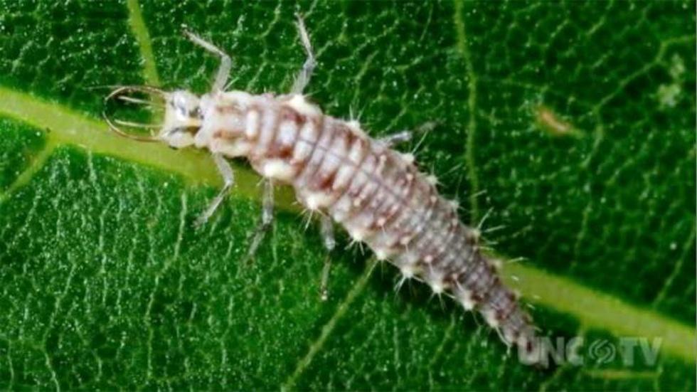 Beneficial Pest image