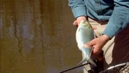 Double Header Shad