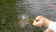 River Bluegills