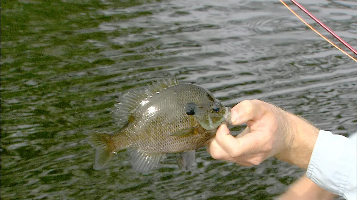River Bluegills