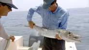 Barracuda Bite