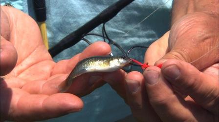 Video thumbnail: Carolina Outdoor Journal Gear Tme: Hallow Water Reds