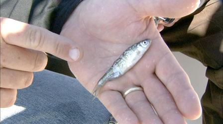 Video thumbnail: Carolina Outdoor Journal Gear Tme: Hybrid Striper Morning