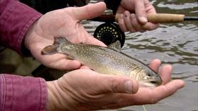 Video thumbnail: Carolina Outdoor Journal Gear Tme: Generation Trout