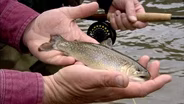Gear Tme: Generation Trout