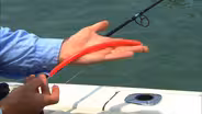 Gear Tme: Barracuda Bite