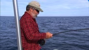 Fish Bites