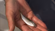 Live Bait | Gear Time